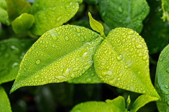 Warum Regenwasser für Pflanzen so wichtig ist.